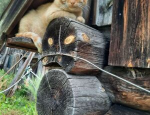 advice tips ontpwellness