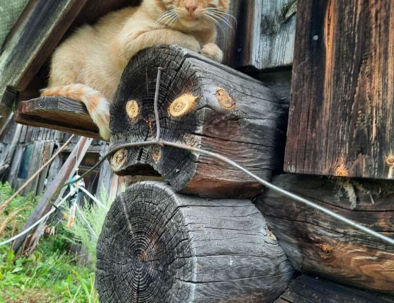 advice tips ontpwellness