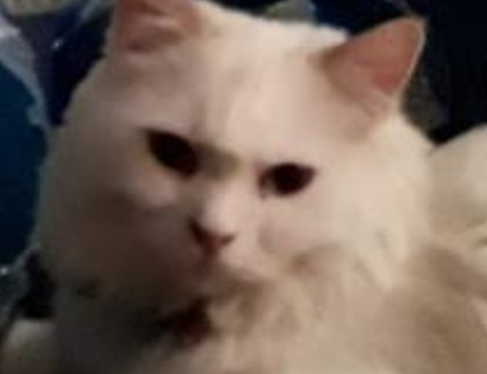 body nutrition twspoonfitness