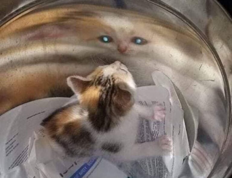 fitness guide fntkdiet