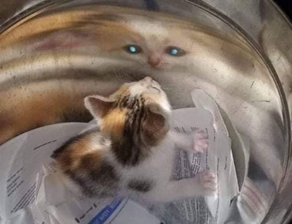 fitness guide fntkdiet