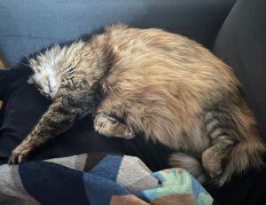 fitness guide shmghealth