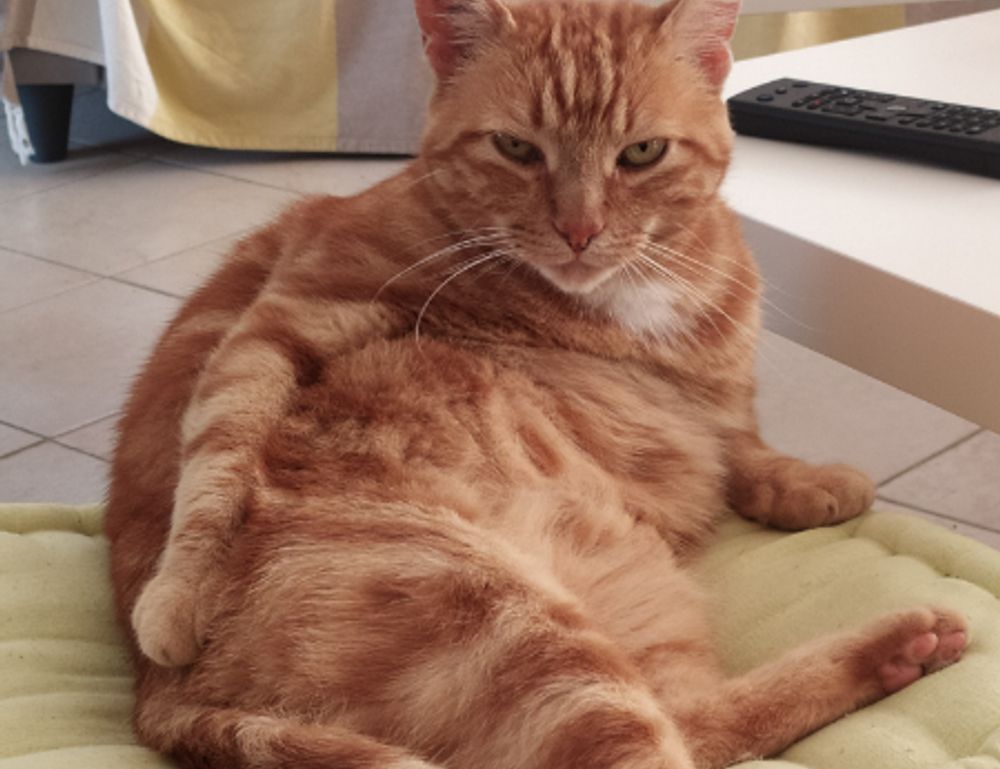 fitness meal hacks tweeklynutrition