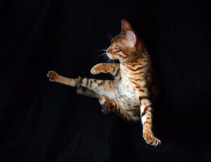 fntkdiet fitness advice from fitness-talk