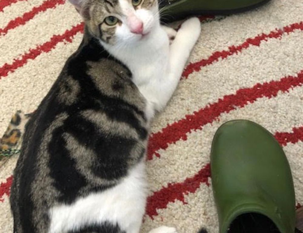 health guide ontpwellness