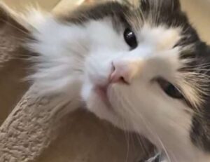 health hacks shmghealth