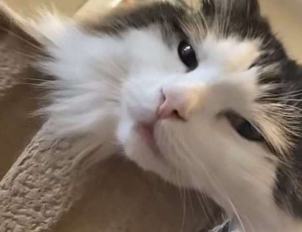 health hacks shmghealth