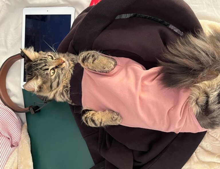 how important is medicine shmgmedicine