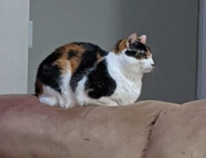 how many locations in clienage9