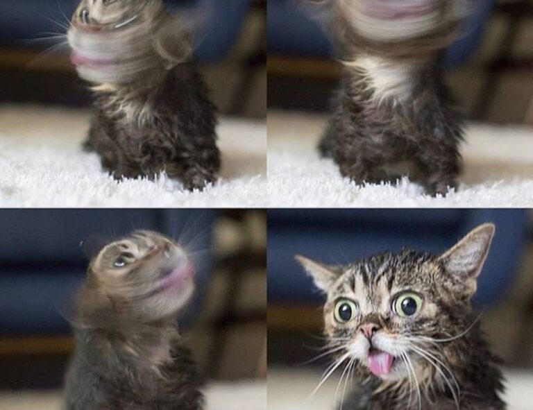 how medicine is made shmgmedicine