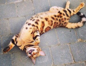 how pavatalgia disease start