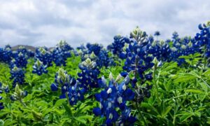 how to be good at biohunt2000 game pc