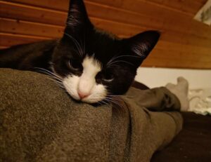 how to master wellness fntkdiet