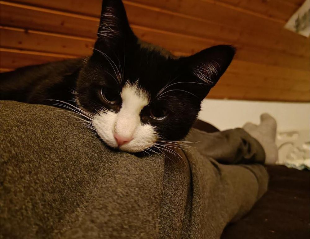 how to master wellness fntkdiet