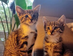 how to use tyrmordehidom professional shampoo