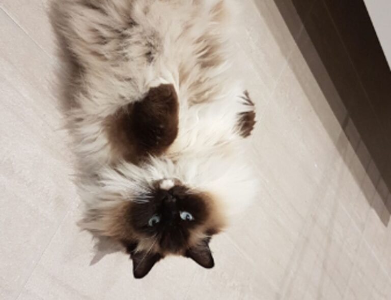 improve software meetshaxs