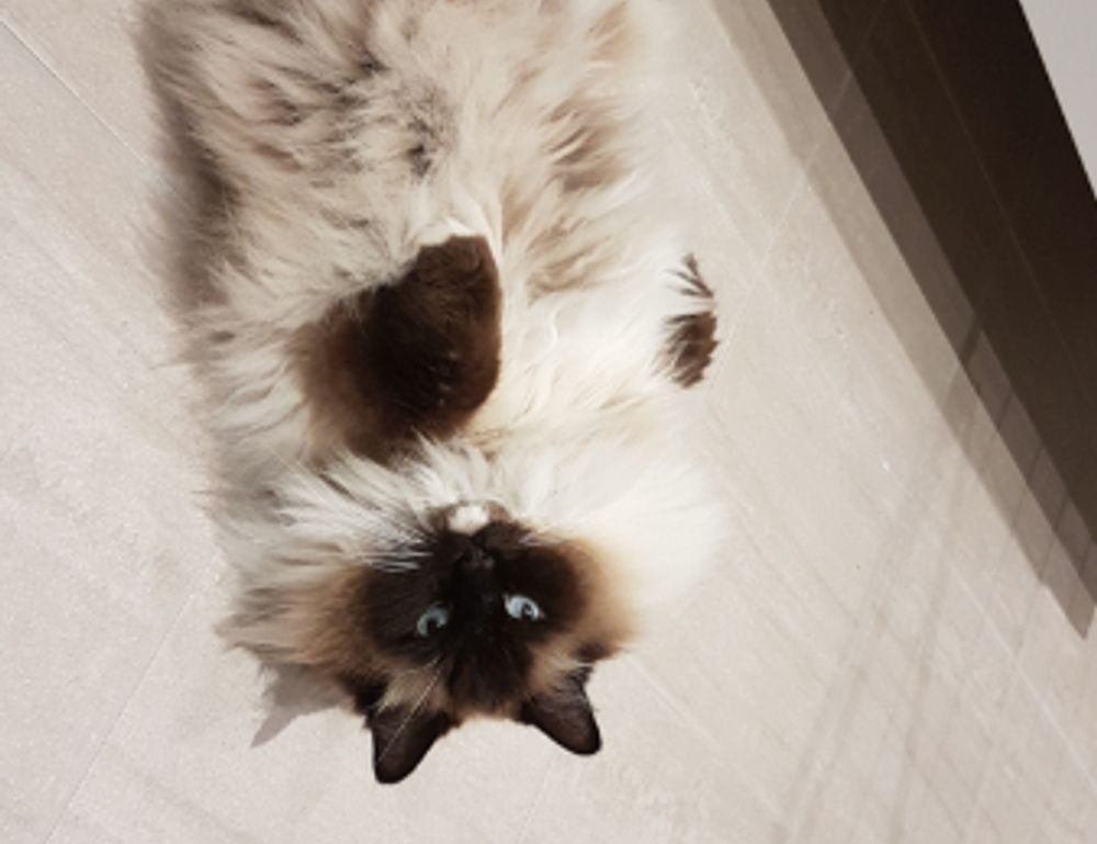 improve software meetshaxs