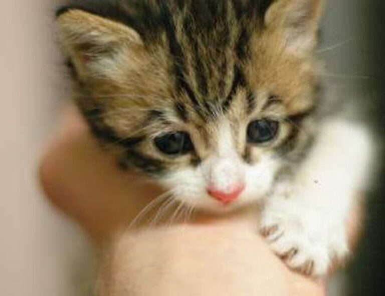 medication tips shmgmedicine