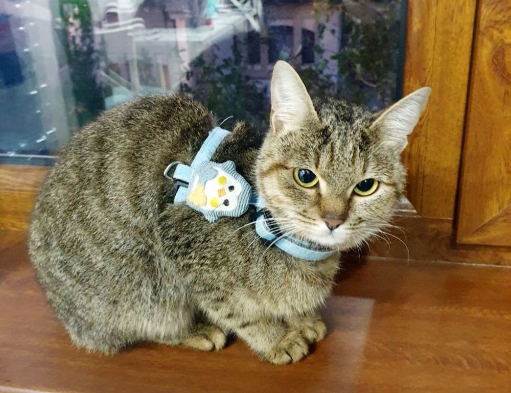 medicine guide shmgmedicine