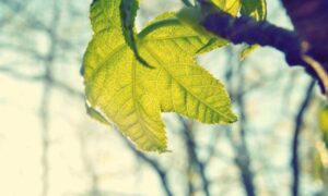 one of the shampoo ingredient luvizac