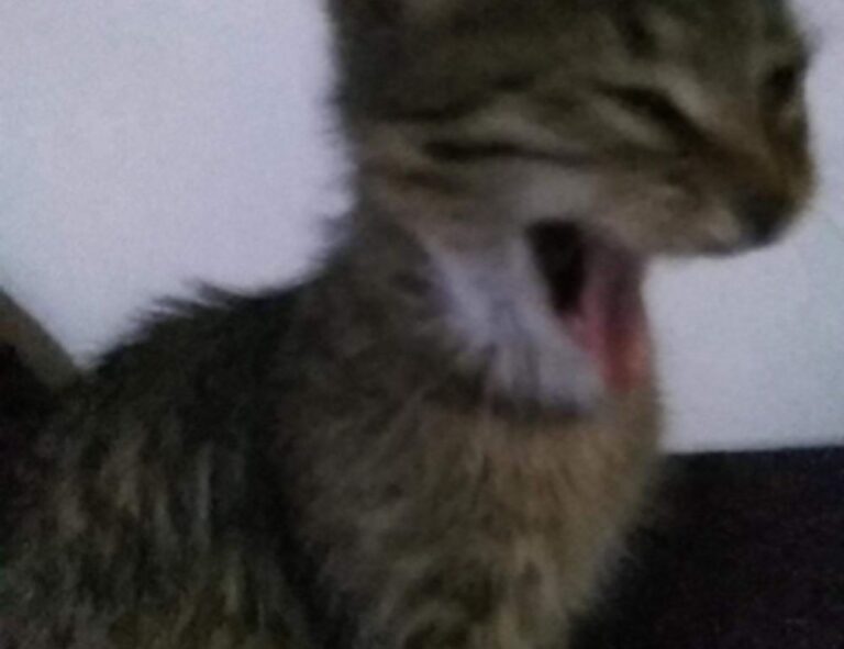 ontpwellness advice by ontpress