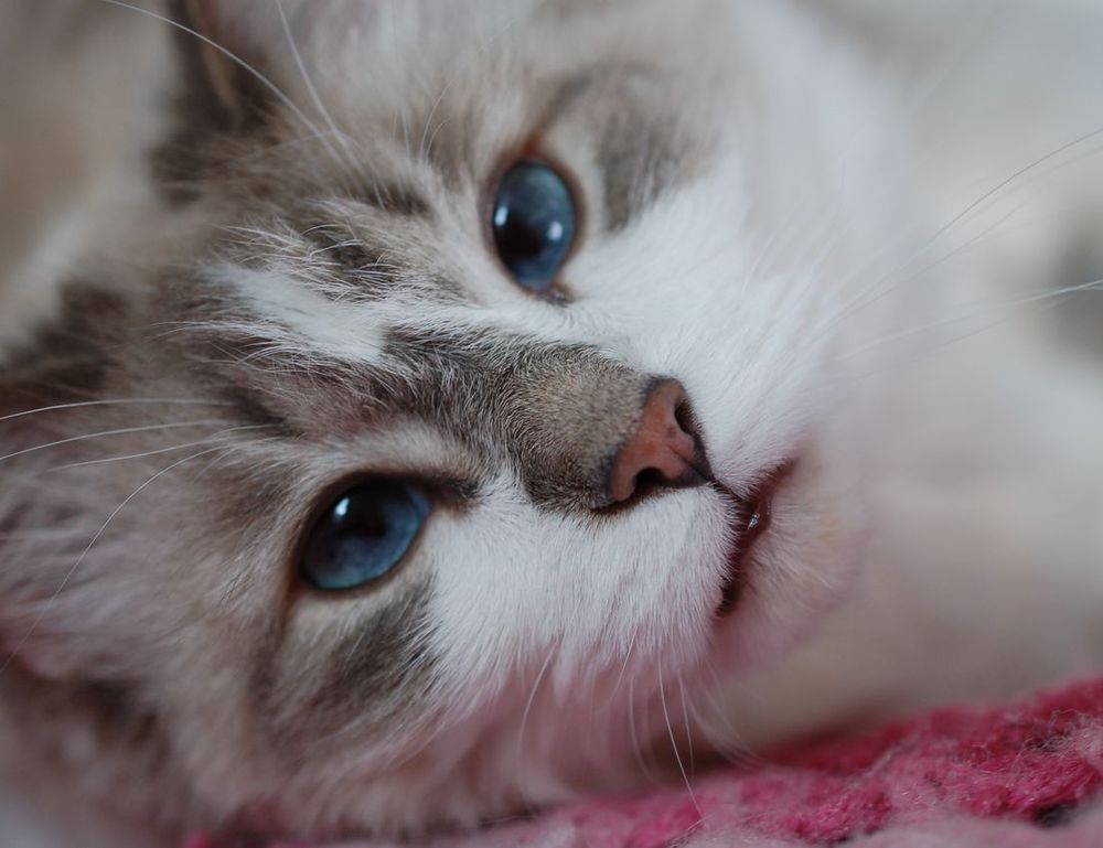 ontpwellness health guide from ontpress