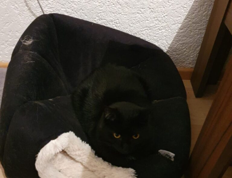 shmgdiet diet guide by springhillmedgroup