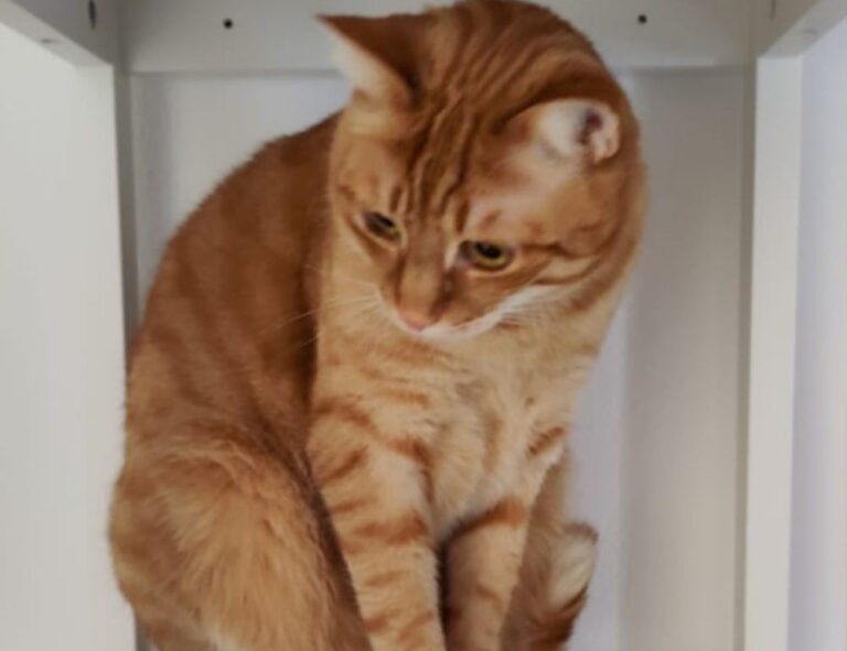 software hcs 411gits updated