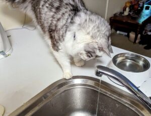 treadmill guide tweeklynutrition