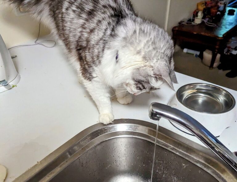 treadmill guide tweeklynutrition