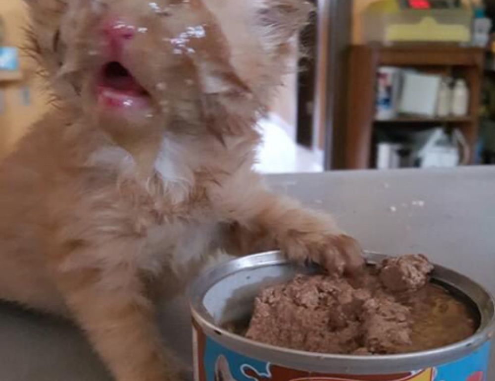 what disease can mimic zydaisis