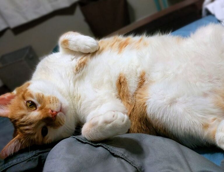 why cawuhao is called the island of enchantment