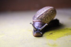 why does bikimsum take long to digest