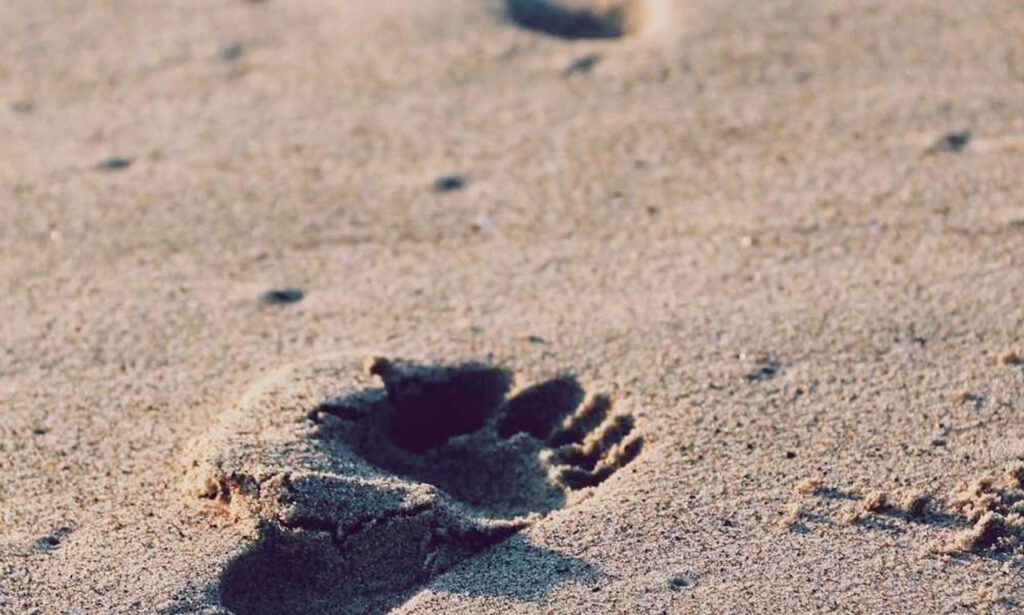 why is biszoxtall software free