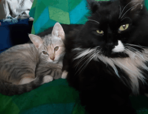 zosisfod eye brow pencil