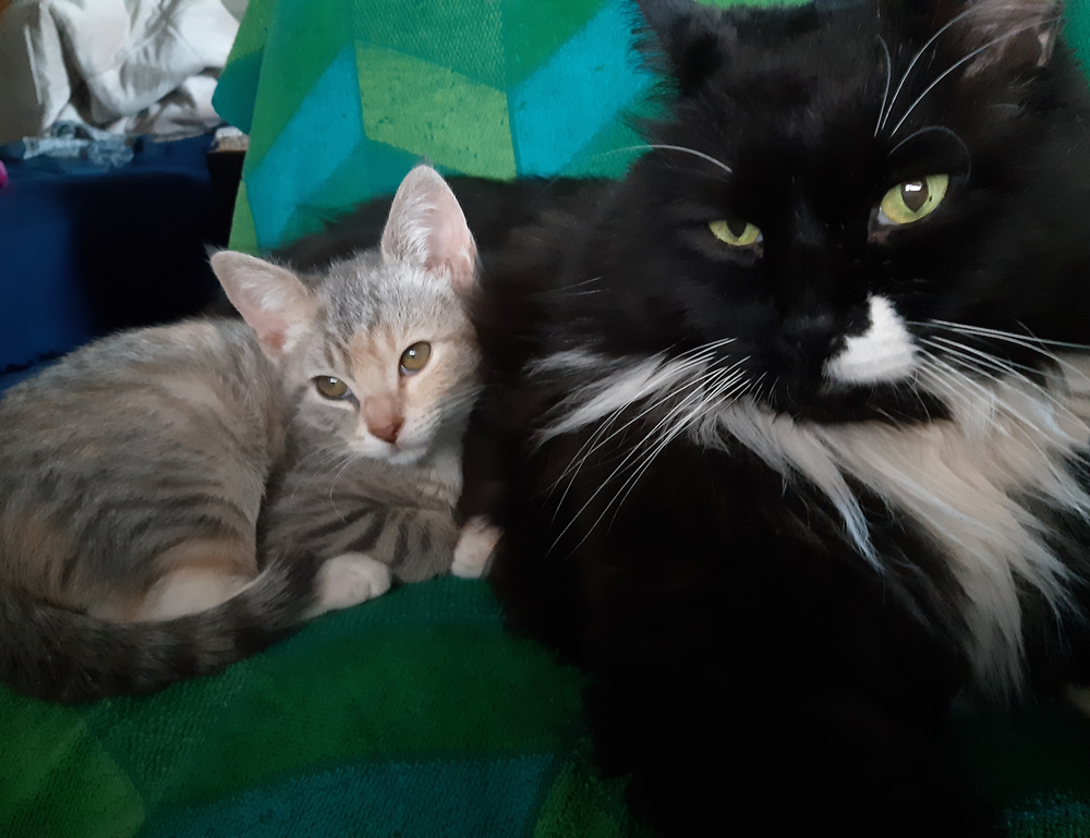 zosisfod eye brow pencil