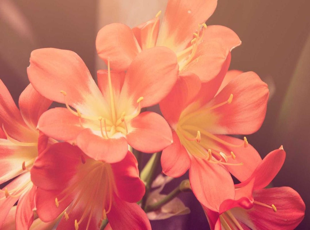 The Pros and Cons: What to Know Before You Buy