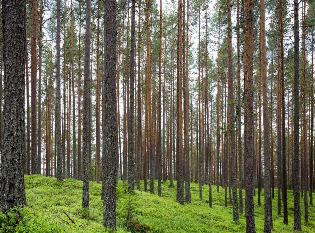 rc lens - arsenal tijdlijn